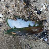 Image of Green mussel