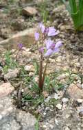 Image of Brimeura fastigiata (Viv.) Chouard