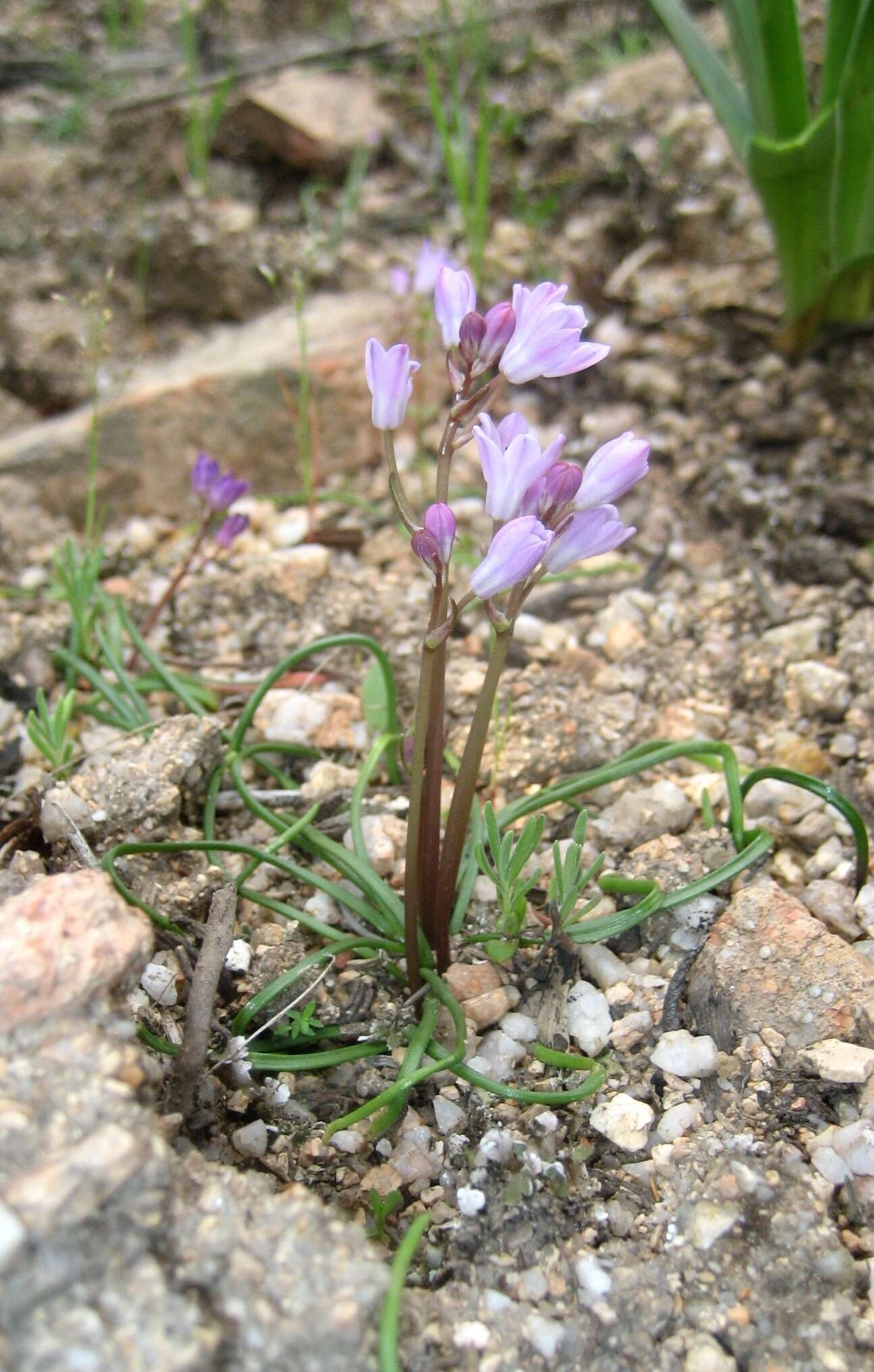 Image of Brimeura fastigiata (Viv.) Chouard