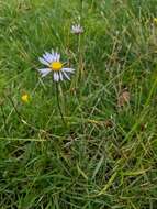 Image of tundra aster