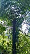 Image of Cyathea fulva (Mart. & Gal.) Fée