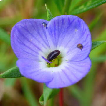 Image of Veronica scardica Griseb.