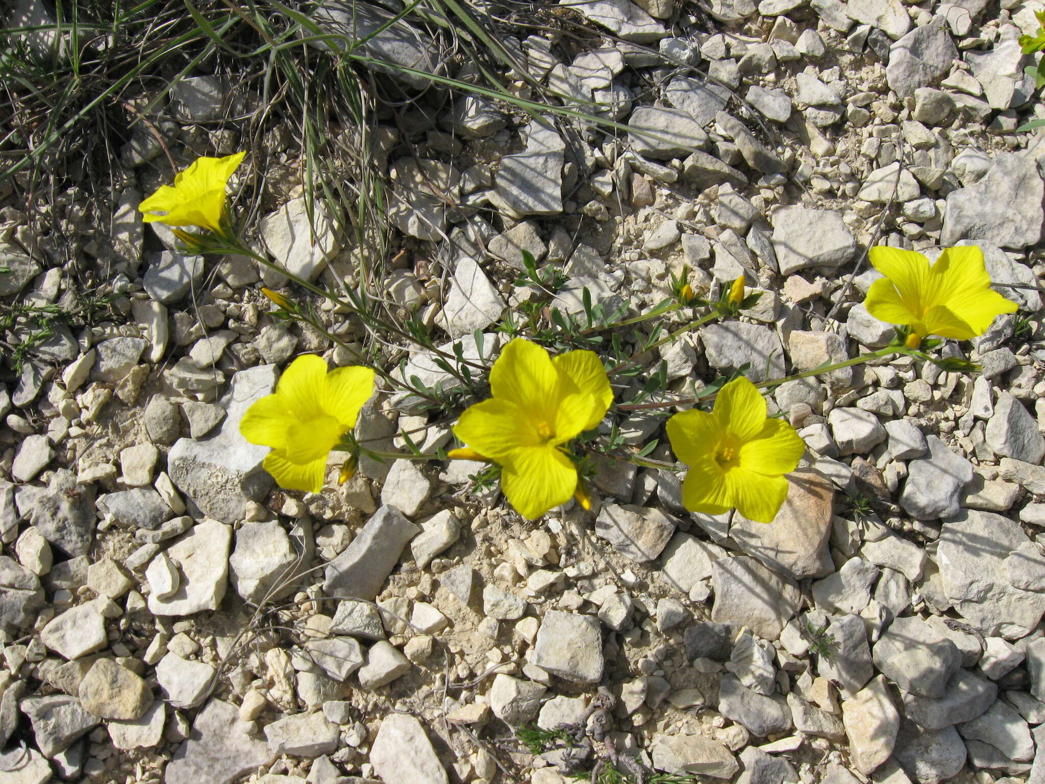 Image of Linum tauricum Willd.