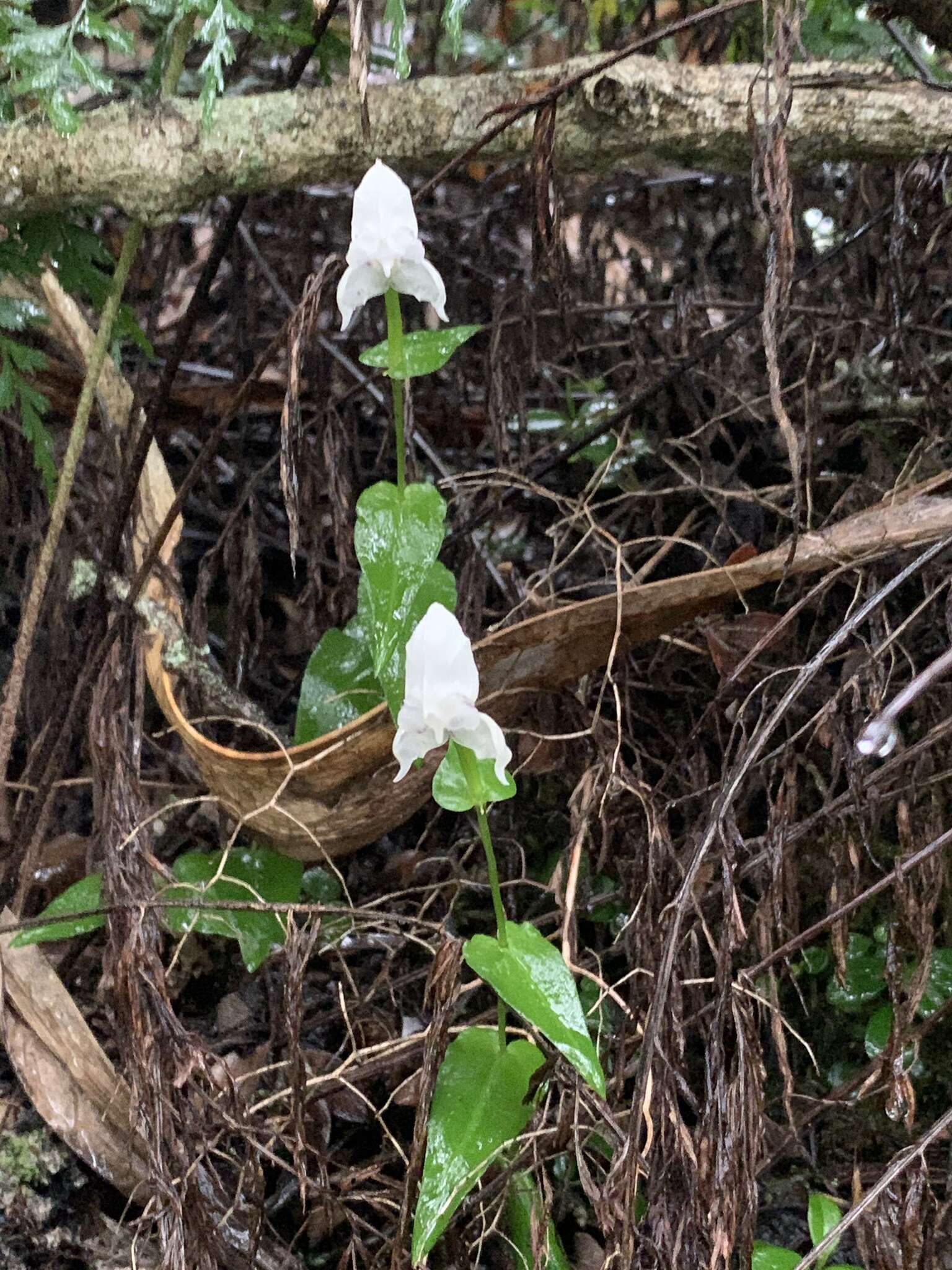 Image of Disperis fanniniae Harv.