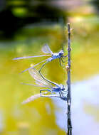 Image of Dark Spreadwing