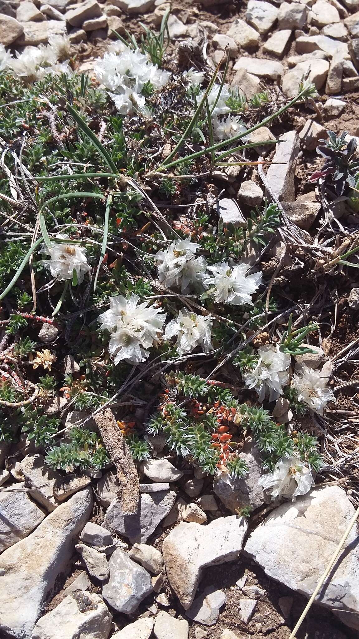 Imagem de Paronychia cephalotes (M. Bieb.) Besser