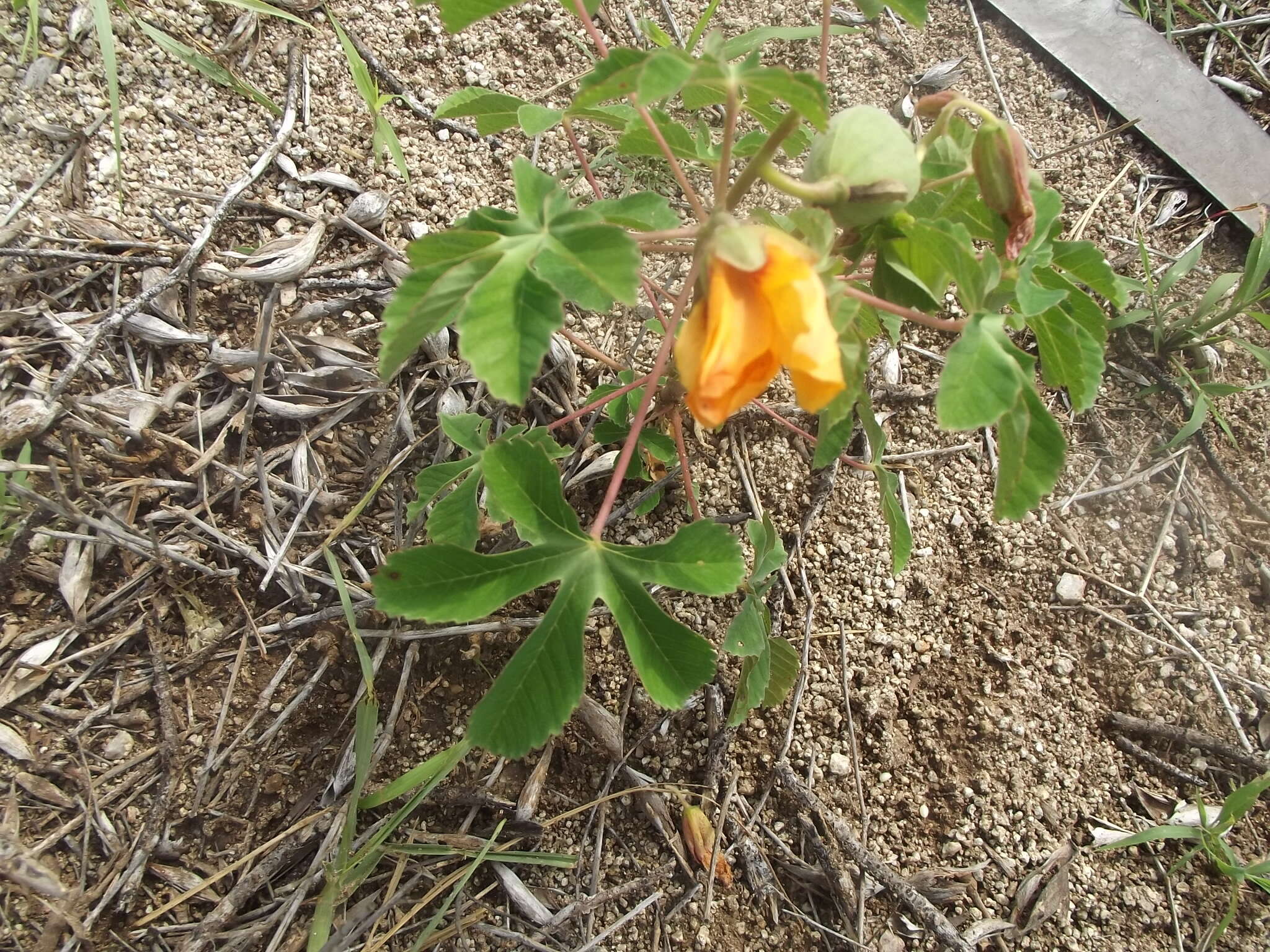 Imagem de Cochlospermum gonzalezii (Sprague & L. Riley) Byng & Christenh.