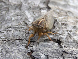 Image of blood redtail cicada