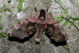 Image of Smerinthus caecus Ménétriés 1857