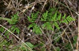 Image of Cheilanthes sieberi subsp. sieberi