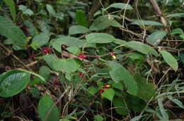 Image of Drymonia teuscheri (Raymond) J. L. Clark