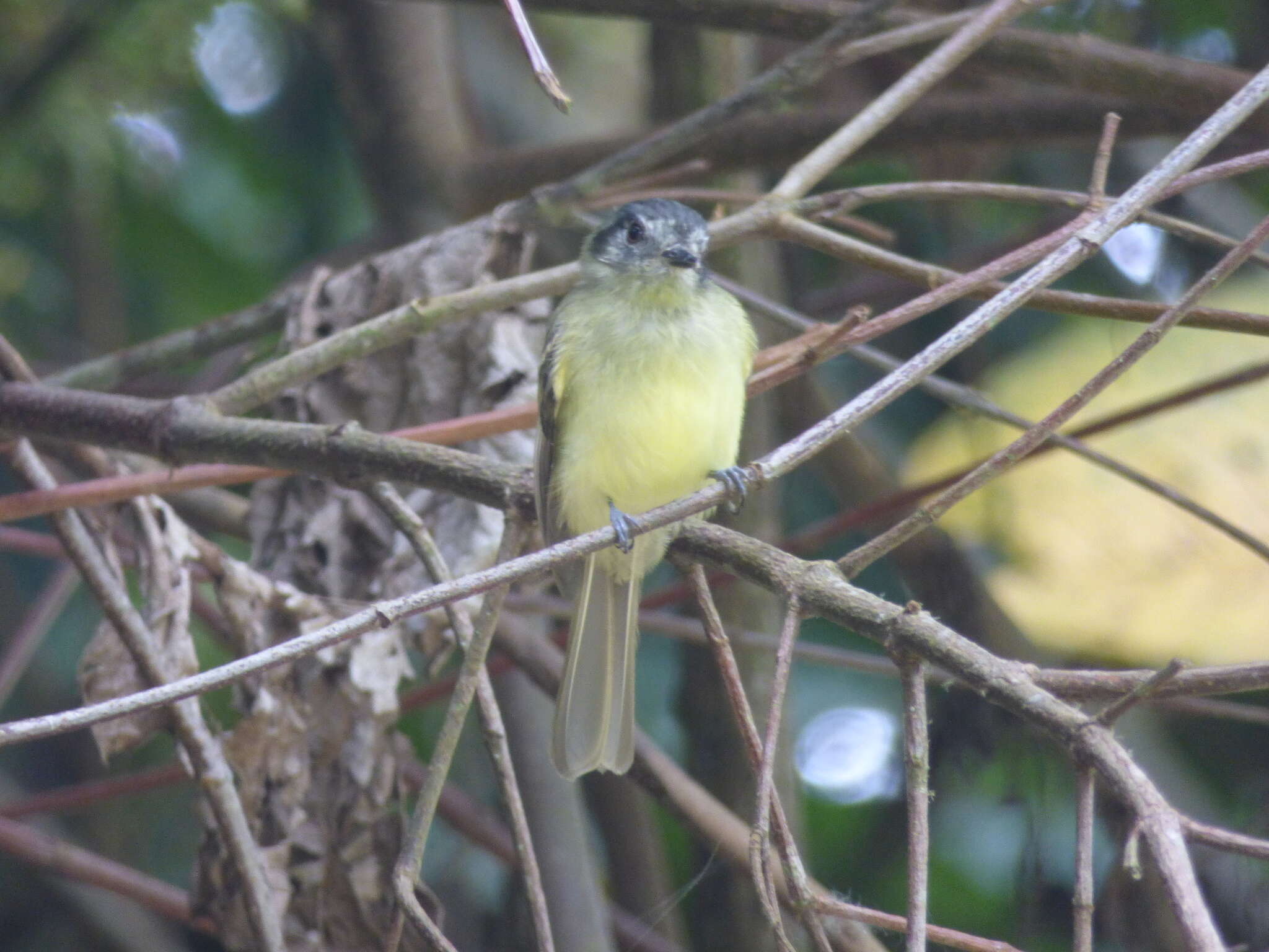 Plancia ëd Leptopogon superciliaris Tschudi 1844