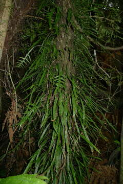 Image of Phymatosorus scandens (G. Forst.) Pic. Serm.