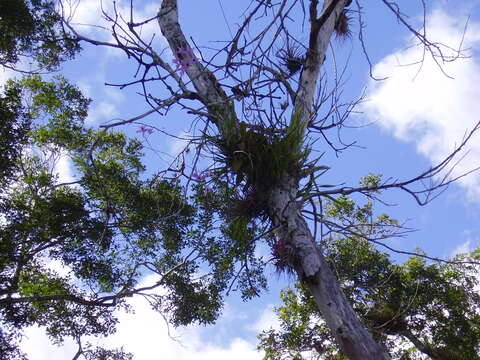 Image of pale laelia