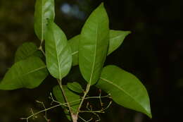 صورة Olea dioica Roxb.