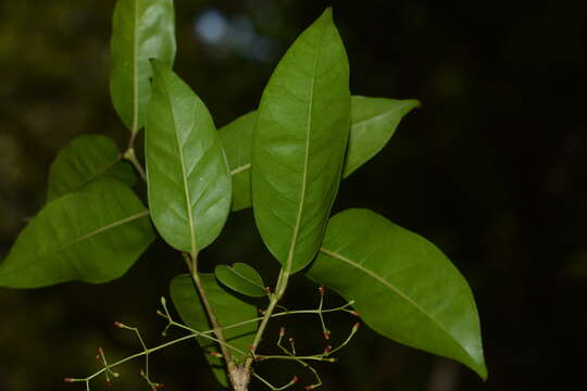 Image of Olea dioica Roxb.