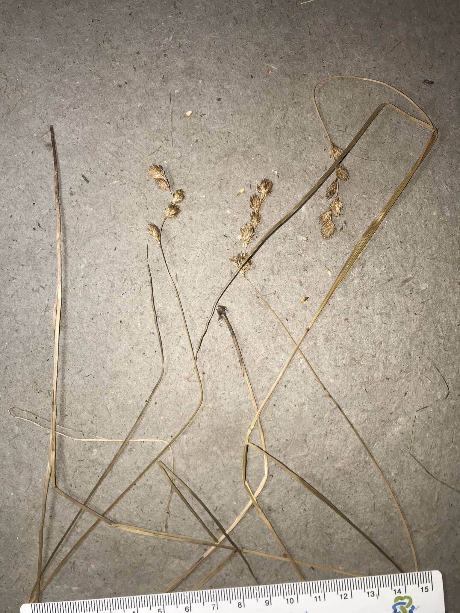 Image of Marsh Straw Sedge