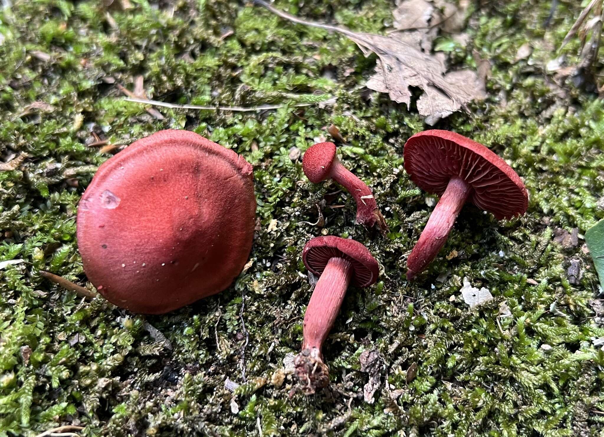 Cortinarius marylandensis (Ammirati) Ammirati, Niskanen & Liimat. 2013的圖片