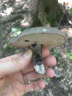 Image of Tylopilus alboater (Schwein.) Murrill 1909