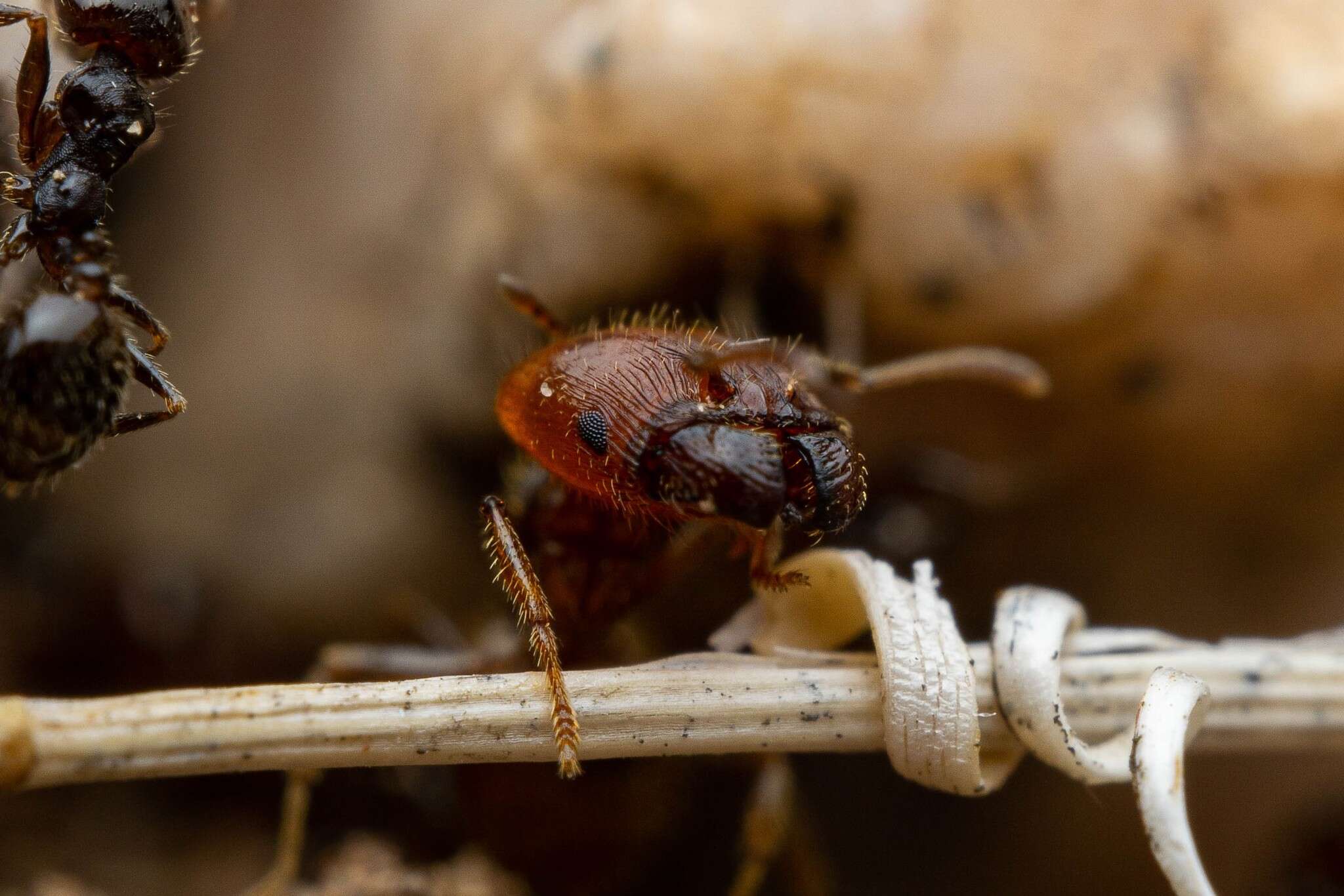 Image of Pheidole xerophila Wheeler 1908