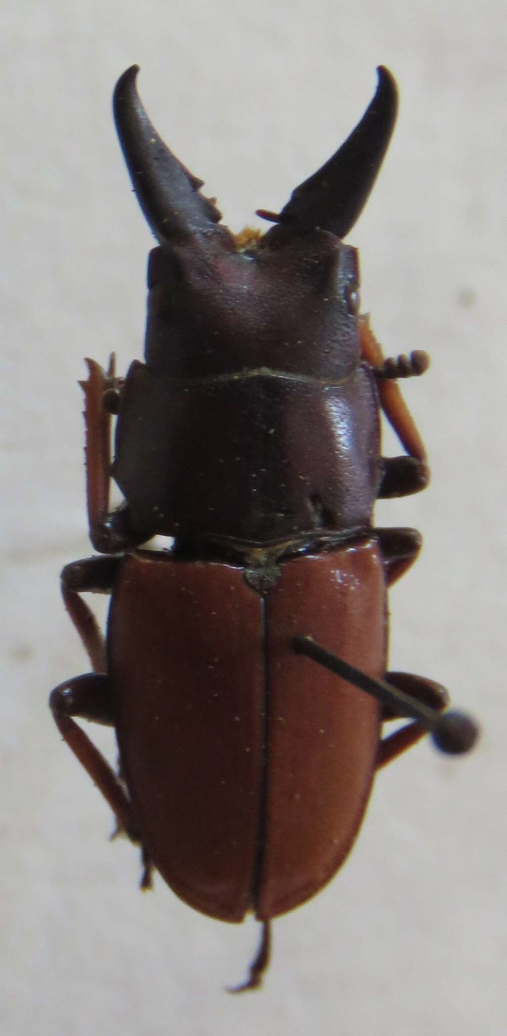 Image of Leptinopterus