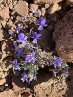 Image of Viola cheiranthifolia Humb. & Bonpl.