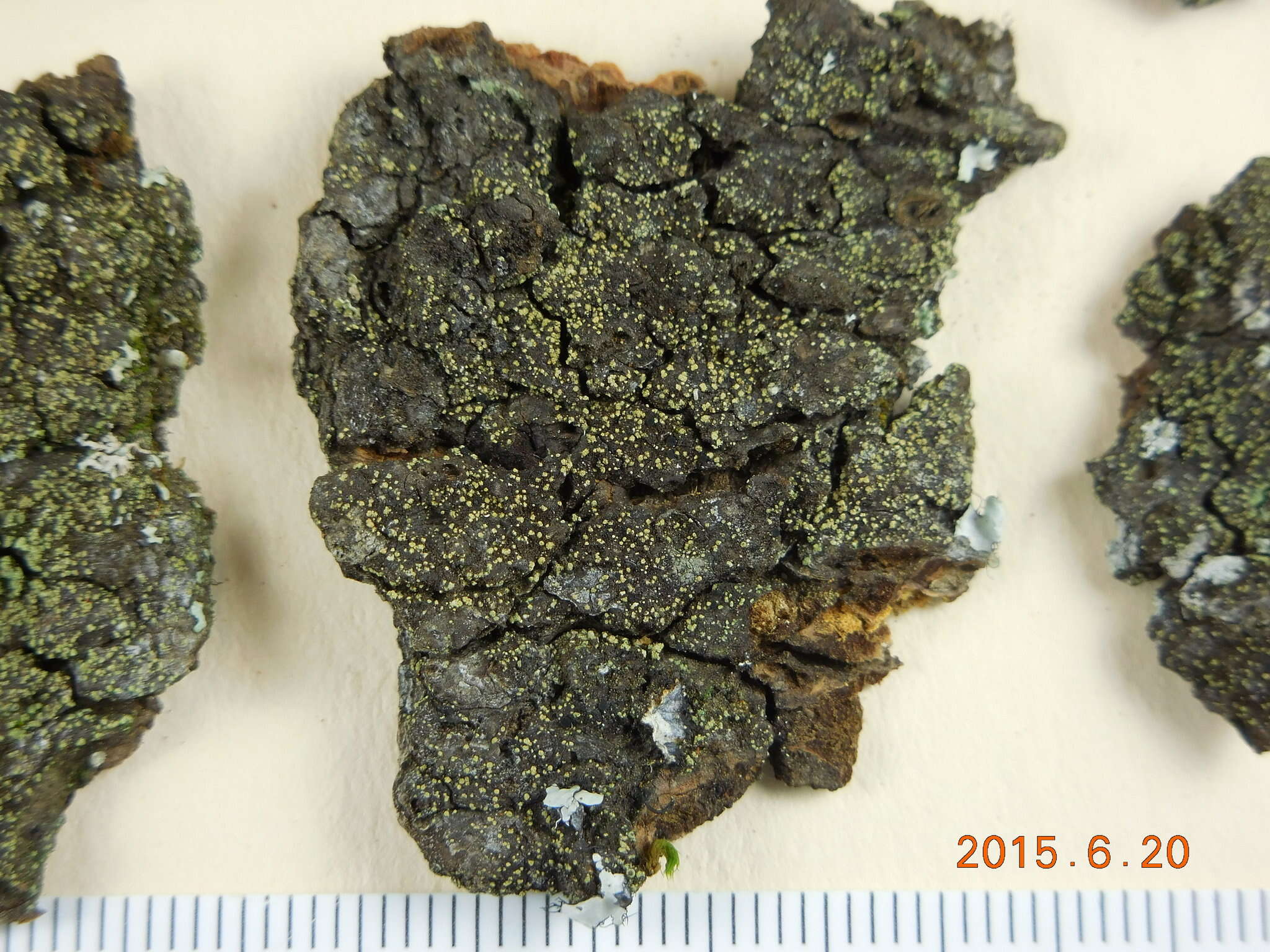 Image of placynthiella lichen