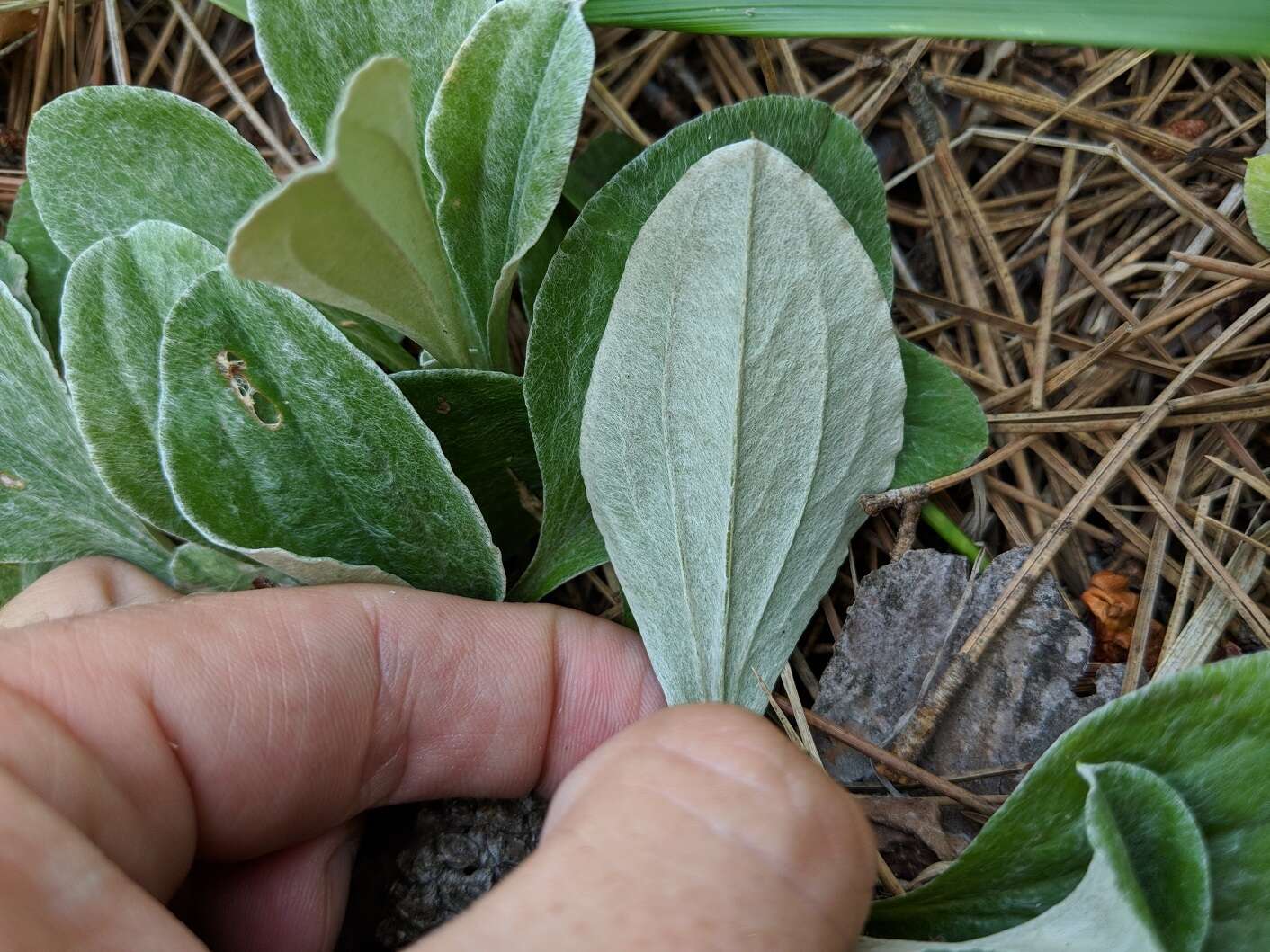 Antennaria parlinii subsp. fallax (Greene) R. J. Bayer & G. L. Stebbins resmi