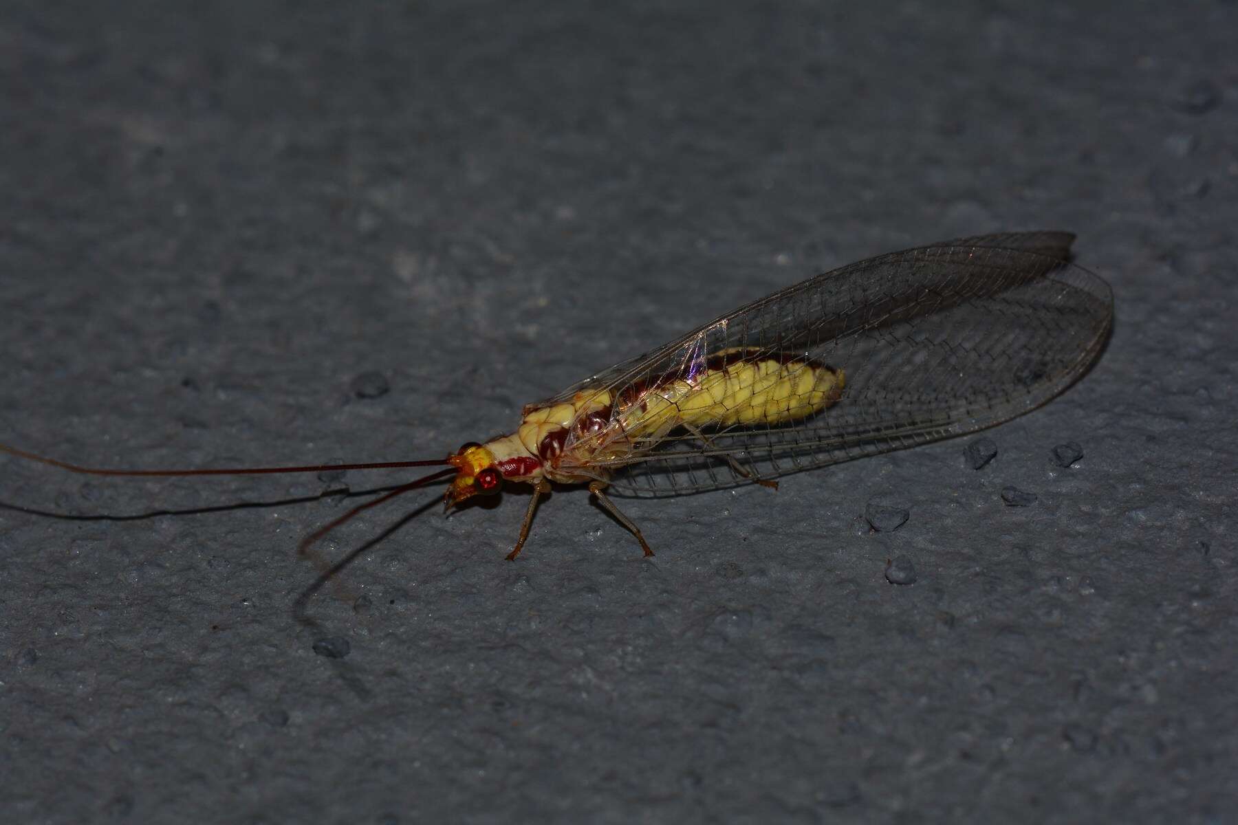 Image of Italochrysa italica (Rossi 1790)