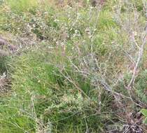 Image of Leptospermum juniperinum Sm.