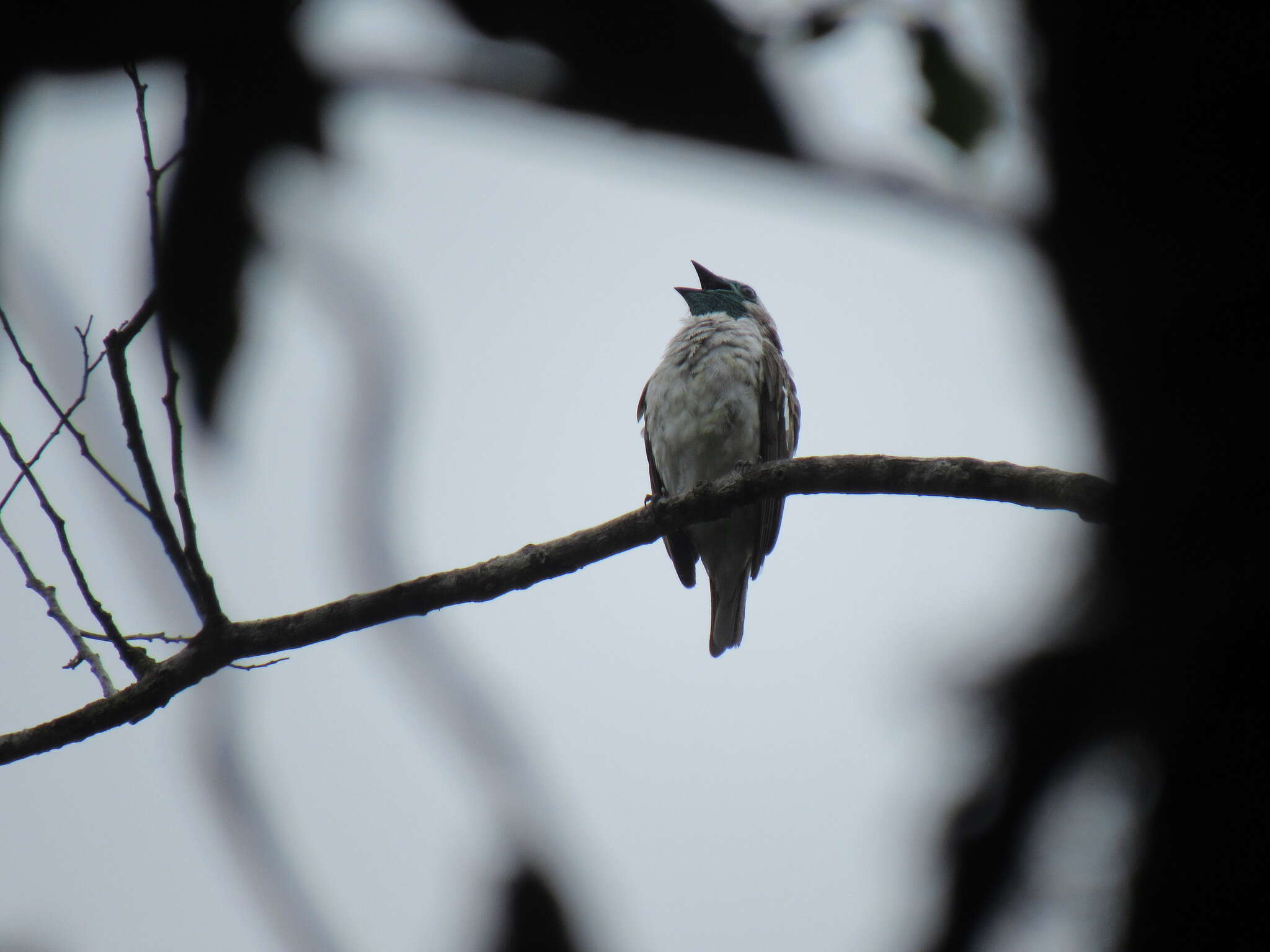 Image of Bare-throated Bellbird