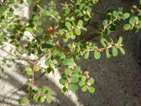 Слика од Euphorbia cozumelensis Millsp.