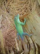 Image of Graham's anole