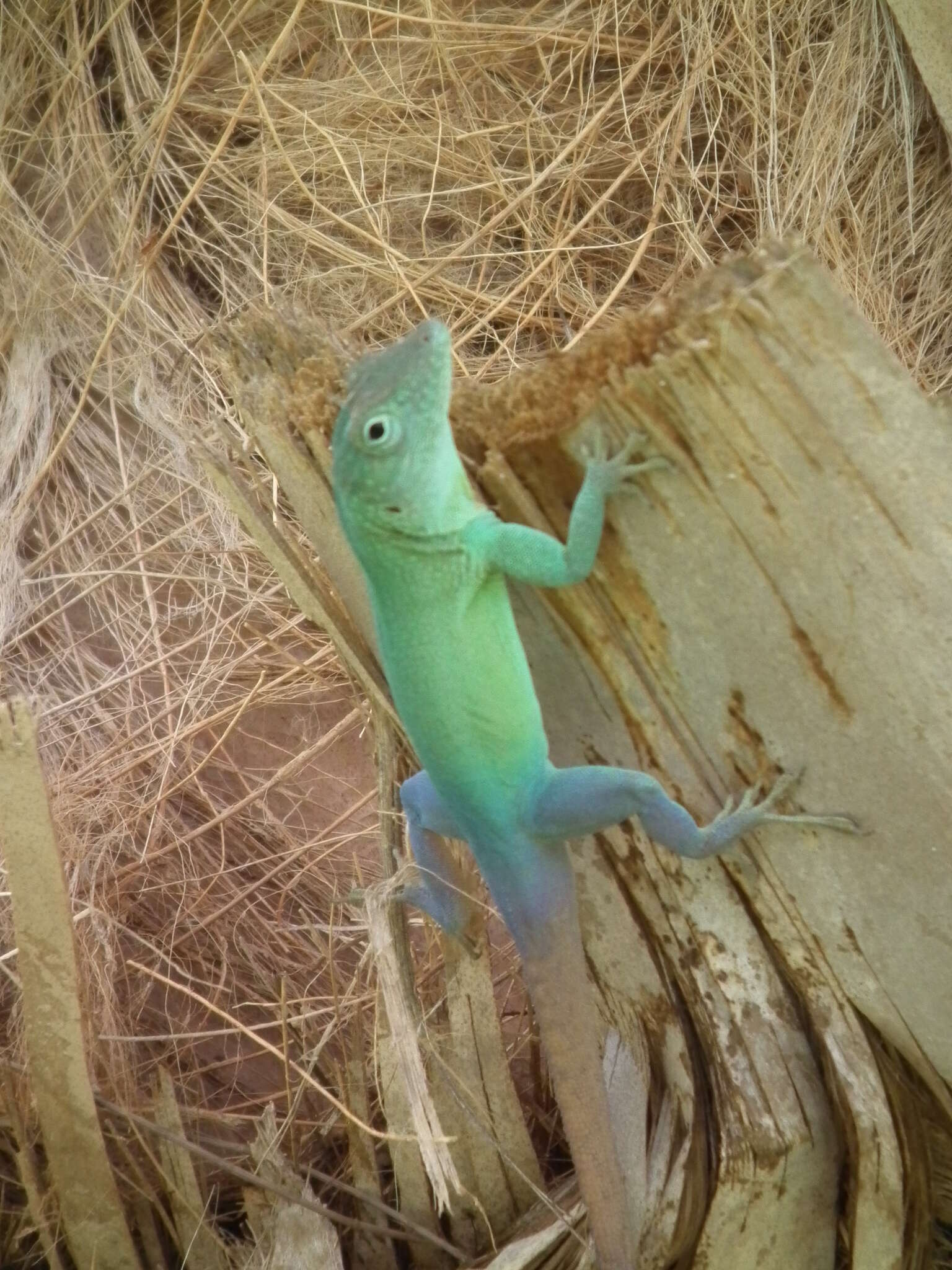 Image of Graham's anole