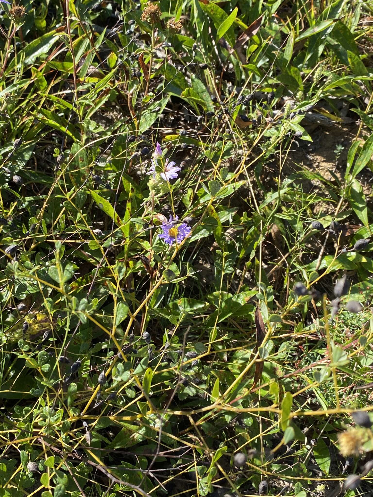 Image of eastern showy aster