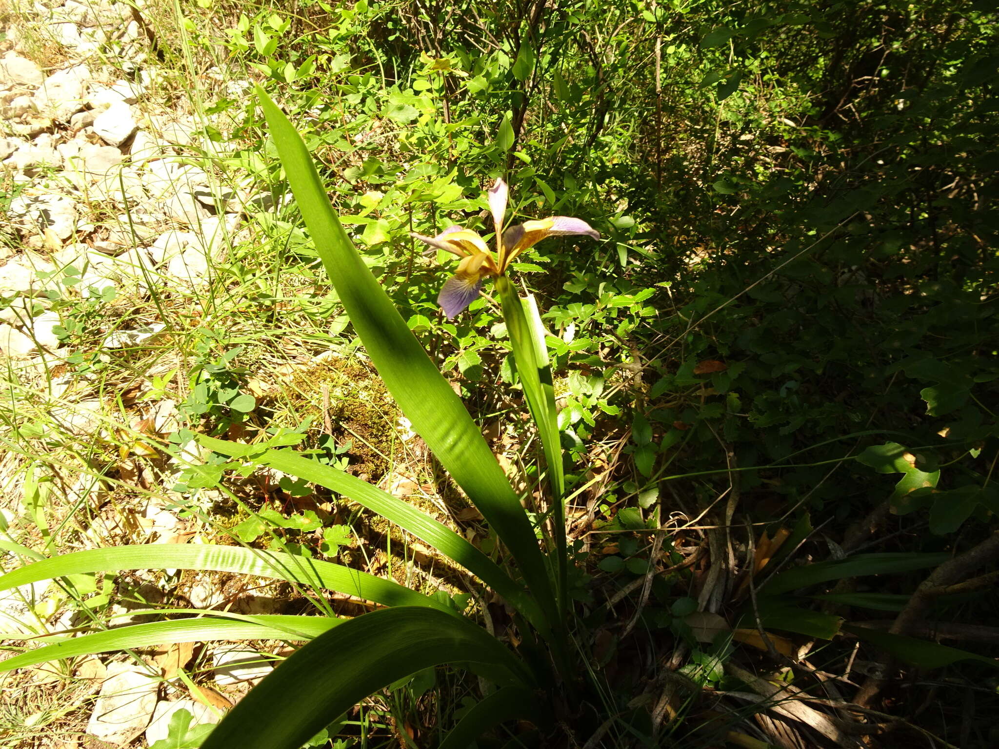 Image of stinking iris