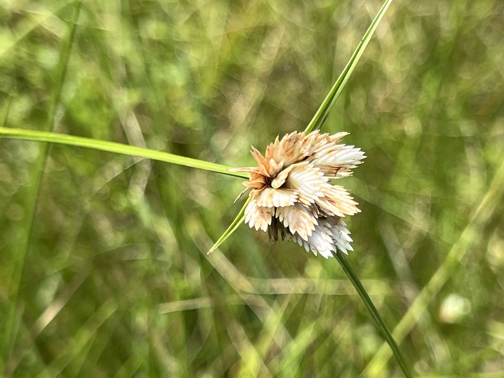 Image of Cyperus niveus Retz.