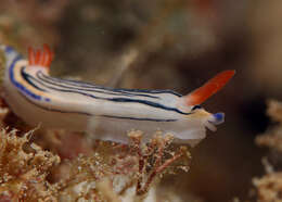 Image de Hypselodoris maritima (Baba 1949)