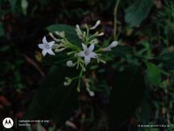 Plancia ëd Palicourea galeottiana M. Martens