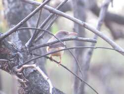 Imagem de Prinia erythroptera (Jardine 1849)