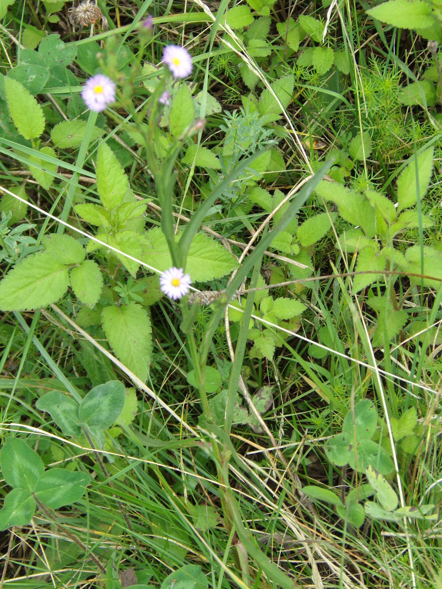 Image of Symphyotrichum graminifolium (Spreng.) G. L. Nesom