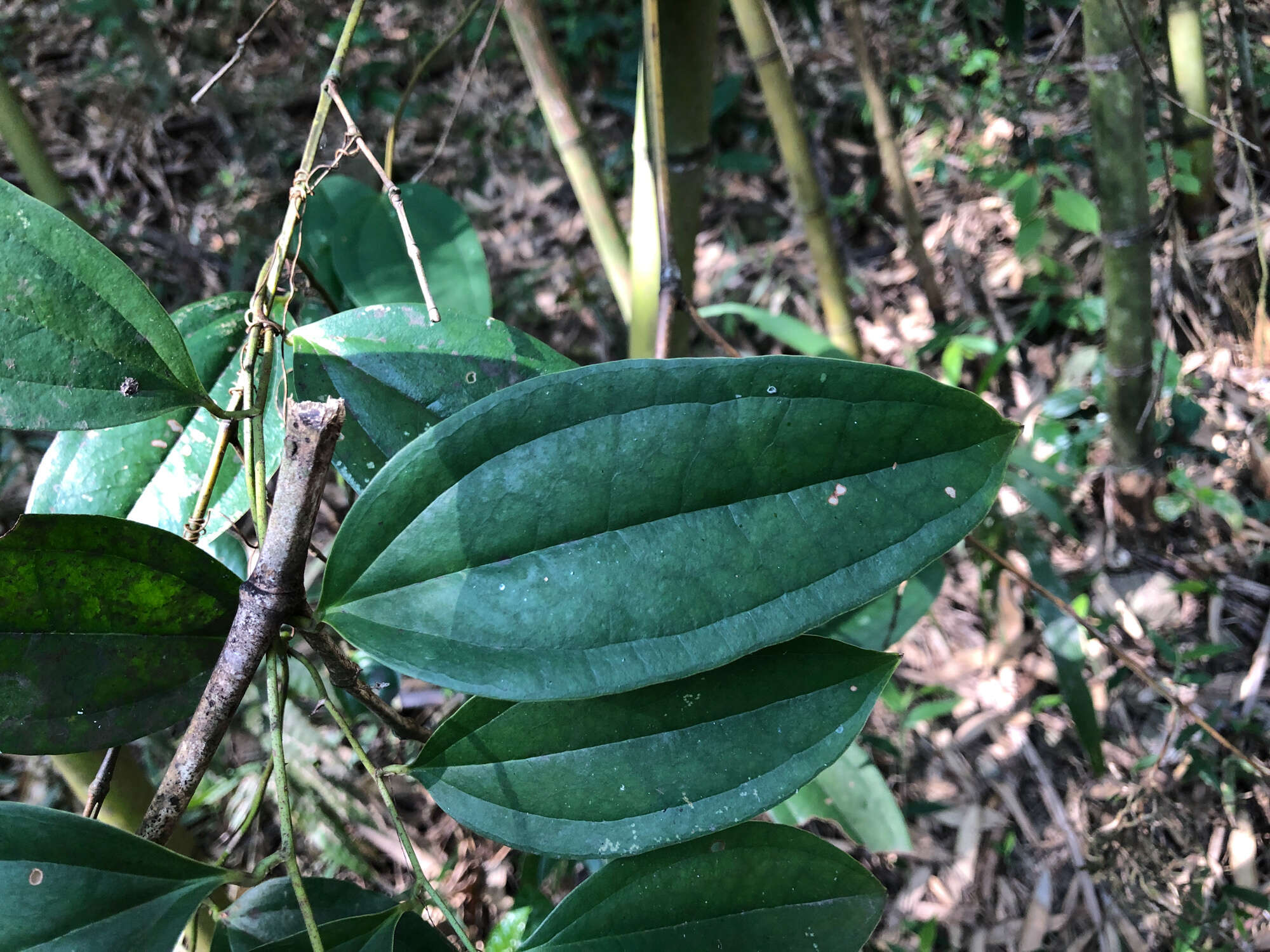 Image of Smilax aspericaulis Wall. ex A. DC.