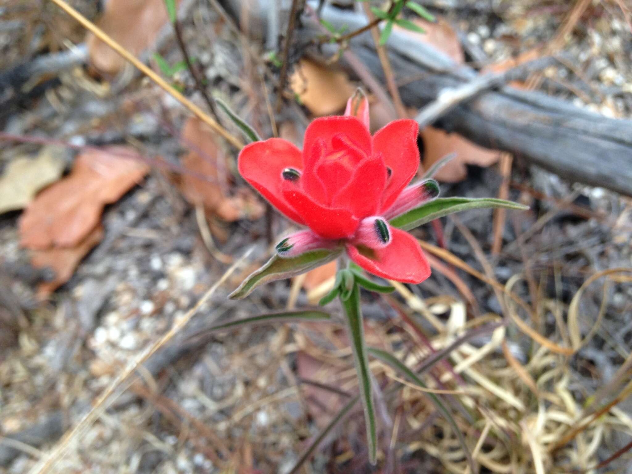 Image of Trans-Pecos Indian paintbrush