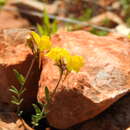 Image of Linaria oblongifolia subsp. haenseleri (Boiss. & Reuter) Valdès