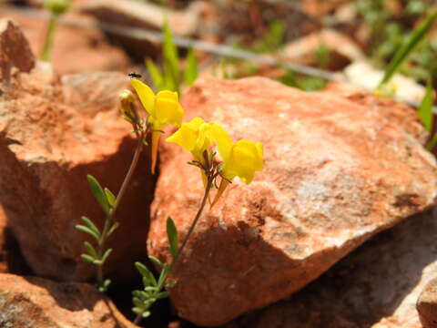 Image of Linaria oblongifolia (Boiss.) Boiss. & Reuter