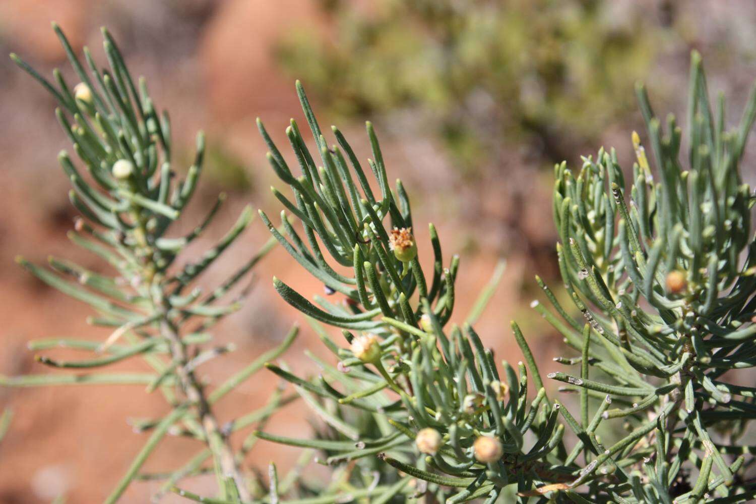 Image of Euryops spathaceus DC.