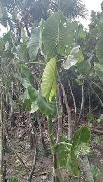 Image de Montrichardia linifera (Arruda) Schott