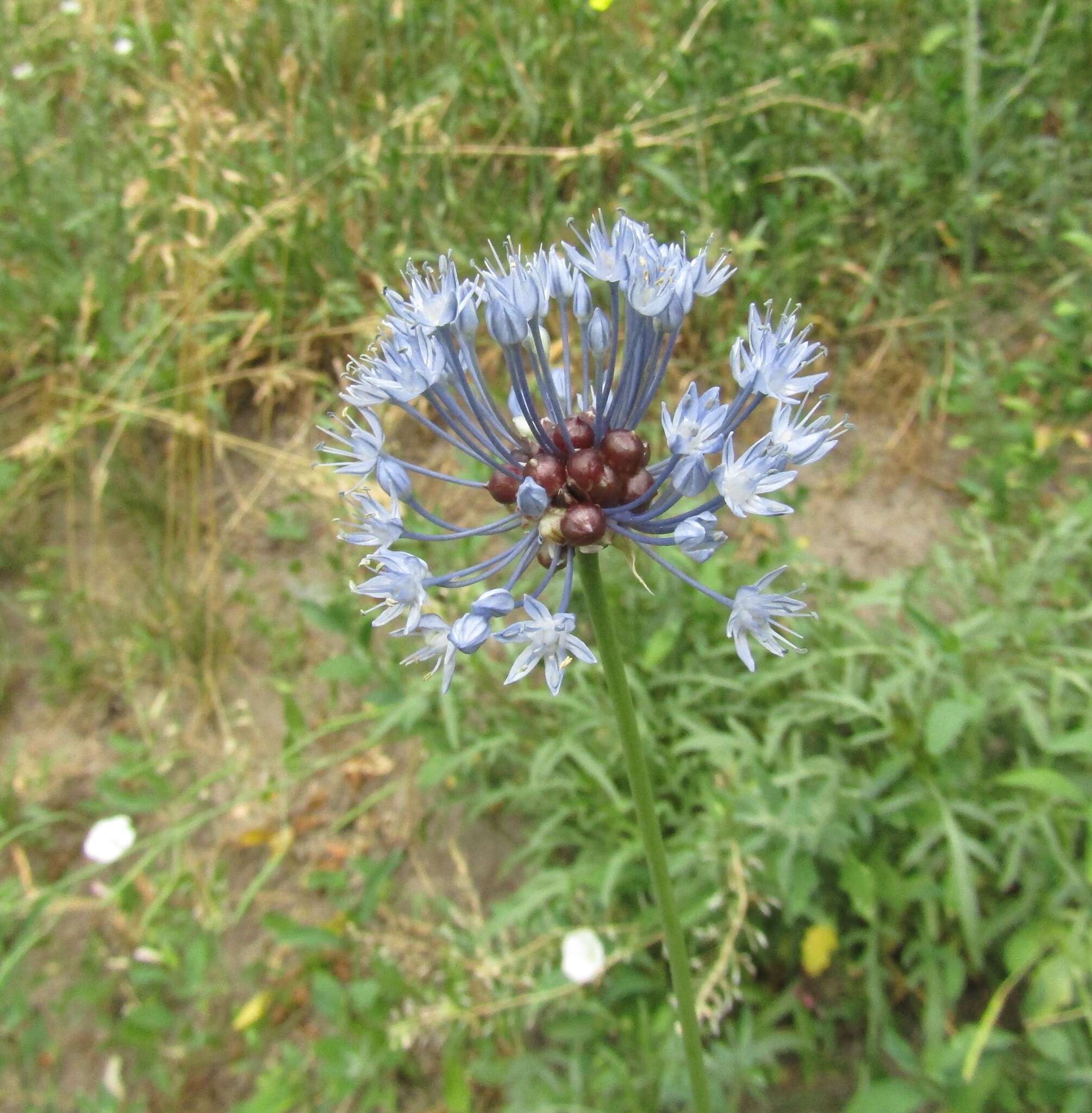 Image of Allium caeruleum Pall.