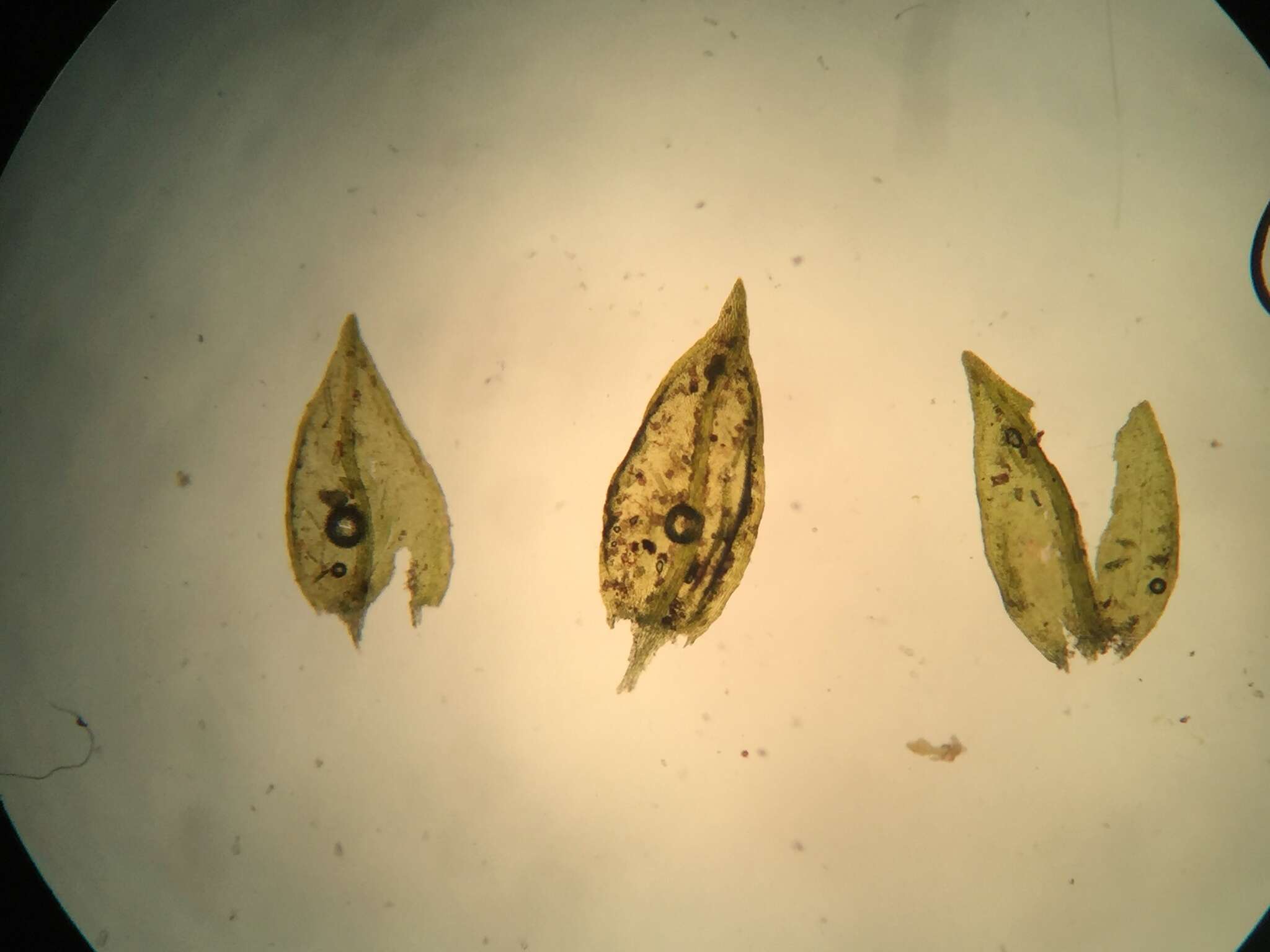 Image of Lescur's platylomella moss