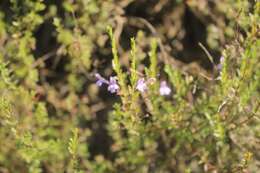 Imagem de Clinopodium micromerioides (Hemsl.) Govaerts